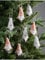 Christmas Tree Hanging Gonks Ornaments – (9.5 cm) Fabric Knitted Pendant | Set of 8, Red, White, Green, Pink,Grey,Blue | Personalised Holiday Decor for Tree, Table, Fireplace, Window (Pink & White)