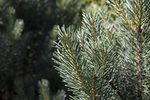 Pinus sylvestris 'Watereri' 30-40 cm – Winterhart, Immergrün, Pflegeleicht – Waldkiefer – Ziergehölz für Steingarten & Kübel