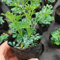 300 Pcs Weinraute Pflanze Kaufen Samen - Kräuter Pflanzen, Winterharte Kübelpflanzen, Schnittblumen Samen Weinraute Samen, Kräutergarten Indoor, Deko Wohnzimmer Frühlingsblumen Heilkräuter