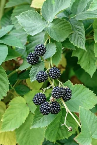 Dornenlose Brombeere `Chester Thornless´, Rubus fruticosus, 60-80cm im 3 Liter Topf