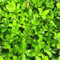 500 pz Semi di agrifoglio-ilex crenata (bosso) Le piante da balcone sono piante perenni resistenti Piante resistenti per il giardino vasi per piante piante da balcone semi di prato