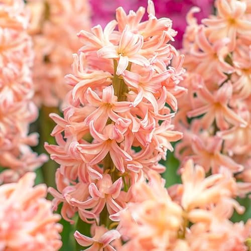 Hyazinthe Gipsy Queen | 5 Stück | Blumenzwiebel | duftend | Topfpflanze | Geeignet für Kübel | Orange | Rosa | 100% Blütegarantie | QFB Gardening | Hyazinthenzwiebel | Bienenblume