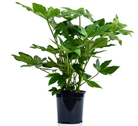 Aralia -Fatsia Japonica- Planta Natural Fácil de Cuidar