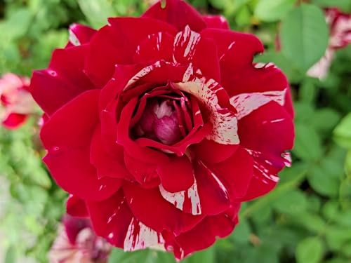 Vivaio Garden Forest Rosa Julio Iglesias® Vaso 18 cm | Rosa Meilland, Fiori Striati Bianco e Rosso Ciliegia, Profumata, Cespuglio 80 cm