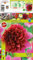 AGRONOM | Dalias - MAMBO | Bulbos de flores perennes | Flores Mezcla | Se cultivan en jardines de flores, macetas, se plantan en céspedes en flor | Paquete de 1 bulbos de flores