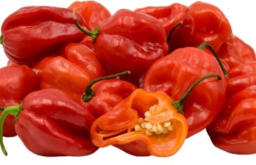 Fresh Red Scotch Bonnet Pepper I Hot & Flavorful I Authentic Caribbean Heat I 1.5KG