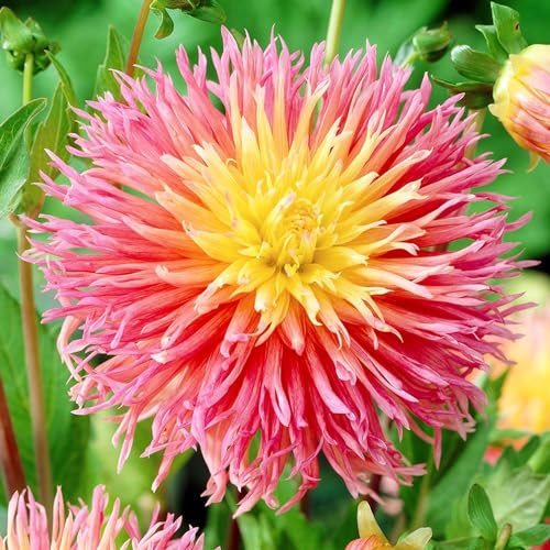 Dahlien Kaktus Rosa-Gelb Knollen, 5 Dahlienzwiebelsorten Mix aus Holland, echte große Dahlienpflanzen für Garten und Töpfe (keine Samen, nicht künstlich)