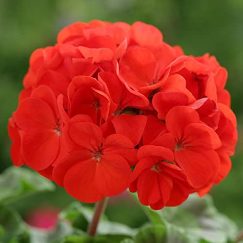 Pelargonium Horizon Red| Bedding| 6 Plug Plants