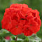 Pelargonium Horizon Red| Bedding| 6 Plug Plants