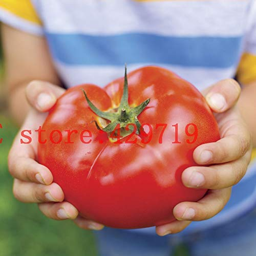 200 Stücke Big Beef Hybrid Tomatensamen Riesen Tomaten Gemüse Und Obst Samen Für Hausgarten No-Gmo Buy-Direct-From-