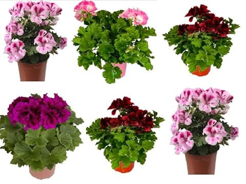 Geranio Pelargonium Grandiflorum (Pack 6 Plantas) 14 cm ø - Vipar Garden 8