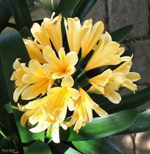 Clivia Jaune Foncé, Plante D'Intérieur Rare