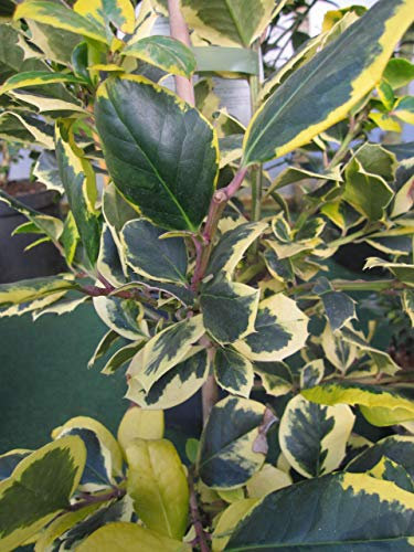Baumschule Pflanzenvielfalt Ilex aquifolium Golden Van Tol - Gelbbunte Stechpalme Golden Van Tol
