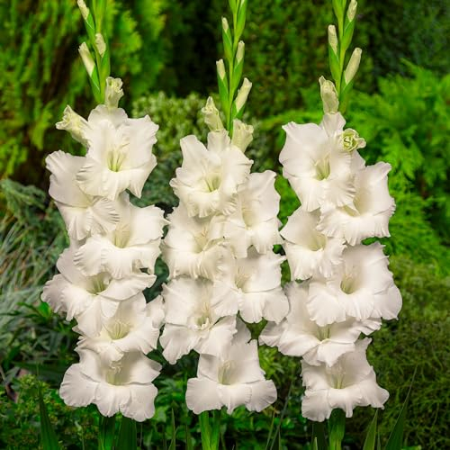 Gladiolen Weiß, 10 Zwiebeln aus Holland, echte große Gladiolenpflanzen für Garten und Töpfe (keine Samen, nicht künstlich und winterhart)
