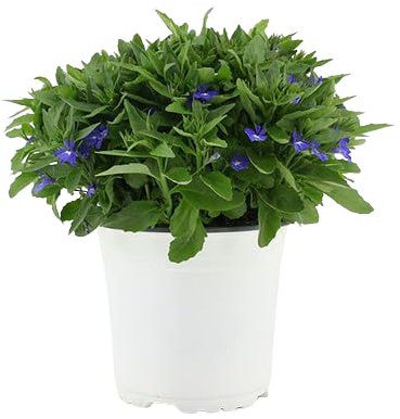 Lobelia Natural Flor de Primavera - Planta para el Exterior del Hogar