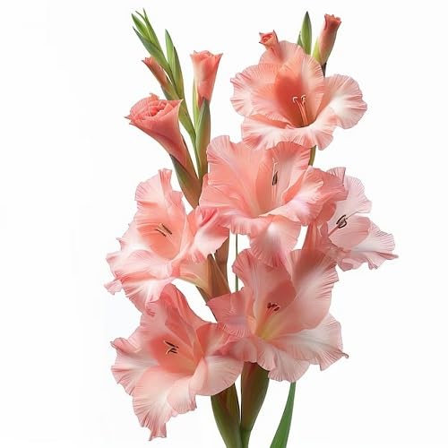 90 Stück Gladiolen-Blumensamen