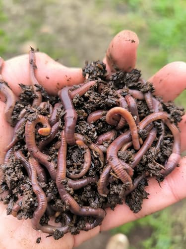 Lombriz Roja californiana(eisenia foetida)500 unidades seleccionadas a mano, la mejor opción para reciclaje de residuos en el hogar, transforma tus residuos en humus de lombriz