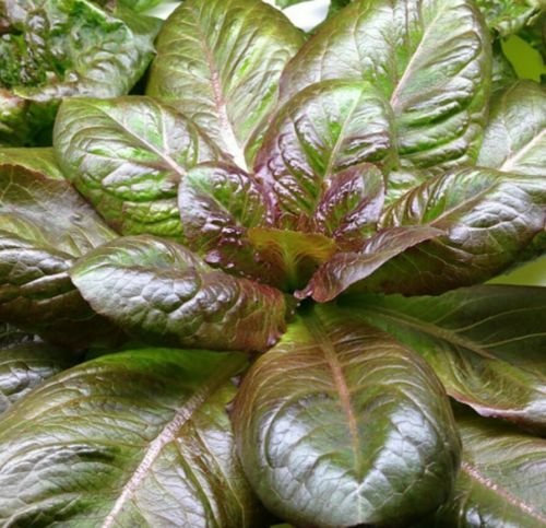 1000 Lattuga romana-Rouge d' Hiver Semi-Open-impollinate NON OGM-Biologica