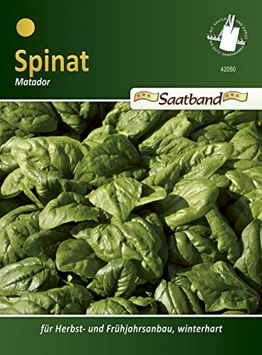 Spinat Matador Saatband für Frühjahr und Herbsternte