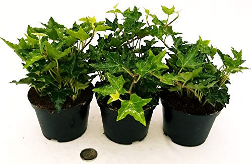 POWERS TO FLOWERS - EDERA IVALACE set 3 pezzi, vaso 13cm, Piante vere