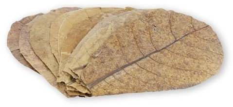 ProFlora® Seemandelbaumblätter Aquarium - Organische Catappa-Leaves als natürliche Wasseraufbereiter und wertvolle Nahrungsergänzung (L, 10 Stück)