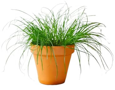 La Green Touch - Erba per gatti - Pianta da interno - Vaso 12 cm, altezza 20 cm