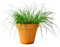 La Green Touch - Erba per gatti - Pianta da interno - Vaso 12 cm, altezza 20 cm