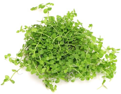 K2AQUA Micranthemum Monte Carlo Live Aquarium Plant Bright Green Carpeting Plants Medium Light CO2 Recommended Foreground Freshwater Tropical Tank