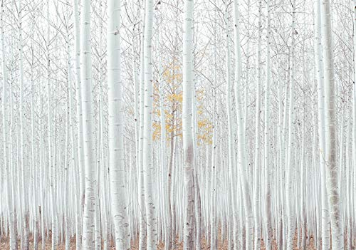 Forwall Fototapete Birkenwald Birke Wald weiß Bäume Landschaft Modern Wohnzimmer Schlafzimmer Vlies Tapete Wandtapete UV-Beständig Montagefertig (12593, V4 (254x184 cm) 2 Bahnen)
