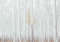 Forwall Fototapete Birkenwald Birke Wald weiß Bäume Landschaft Modern Wohnzimmer Schlafzimmer Vlies Tapete Wandtapete UV-Beständig Montagefertig (12593, V4 (254x184 cm) 2 Bahnen)
