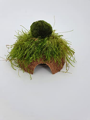 Kokosnuss Höhle m. großer Mooskugel +Moos Wasserpflanzen ca.15 cm Deko