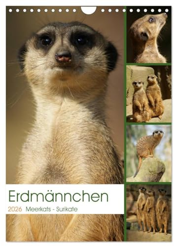 Erdmännchen-Meerkats-Surikate (Wandkalender 2026 DIN A4 hoch), CALVENDO Monatskalender: Edrmännchen sind einfach putzige Kerlchen. (CALVENDO Tiere)