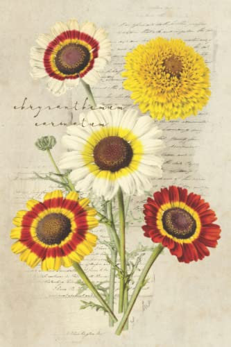 Chrysanthemum Carinatum Vintage Journal: Botanical Illustration from the late 1800s. Floral Design Notebook for Journaling and Writing