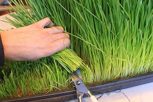 2Kg Wheat Grass Seed - CAT Grass - Sprouting - JUICING - 2Kg by Pretty Wild Seeds