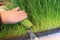 2Kg Wheat Grass Seed - CAT Grass - Sprouting - JUICING - 2Kg by Pretty Wild Seeds