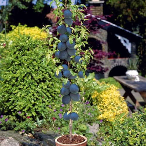 Alberi da frutto colonnari - Altezza 80 cm - Ideali per balconi, terrazze, piccoli giardini - Adatto per vasi e terra (Prugno)