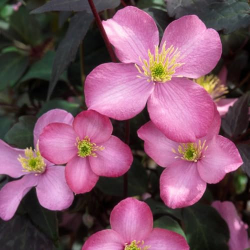 Clematis 'Broughton Star' - Vigorous Pink Flowering Climbing Vine - RHS Award Winner - Ideal for Walls & Fences – 1x 3 Litre Pot by Thompson and Morgan