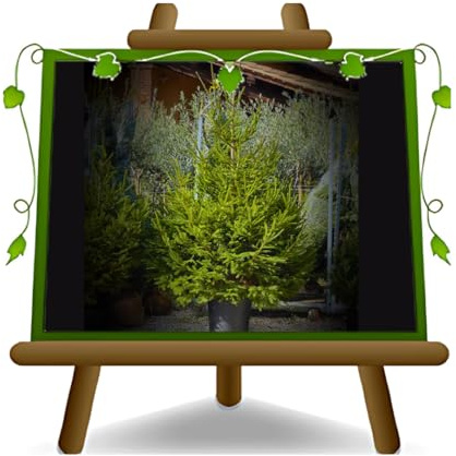 EURO PLANTS VIVAI Albero di Natale Vero Abete Rosso Altezza 160~200 cm | Pianta 100% Italiana ecosostenibile da interno e da esterno per una vera atmosfera natalizia -