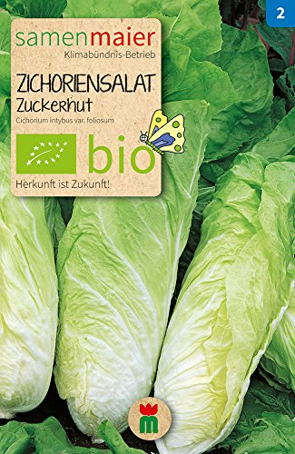 BIO Zichoriensalat Zuckerhut Samen - gut lagerfähig, robust und lecker - Cichorium intybus var. foliosum - Aussaat Juni-Juli, Ernte September-Oktober - reicht für ca. 60 Pflanzen - Samen Maier