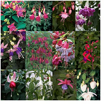 10 Mixed Bush/Upright Fuchsia Plug Plants - Stunning Fuchsia Collection Amazing Value. Fabulous Fuchsias Garden Ready. Easy to Grow. Numerous Varieties of Fuchsias