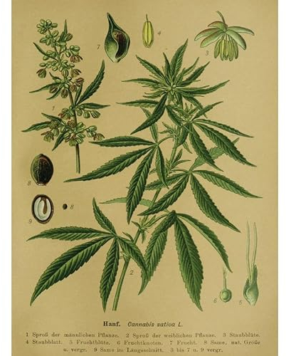 Close Up Vintage Lehrposter | Kunstdruck Hanf. Cannabis sativa L. | Wanddekoration im Antik Look | 30cm x 40cm