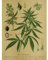 Close Up Vintage Lehrposter | Kunstdruck Hanf. Cannabis sativa L. | Wanddekoration im Antik Look | 30cm x 40cm
