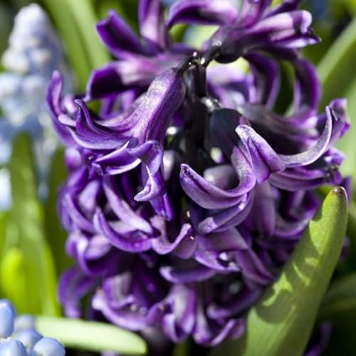 Carbeth Plants - 8 x Hyacinth Peter Stuyvesant Spring Bulbs - Highly Fragrant Outdoor Flowering Perennials - UK Hardy Low Maintenance Pollinator Friendly - Grow in Beds, Borders and Patio Pots