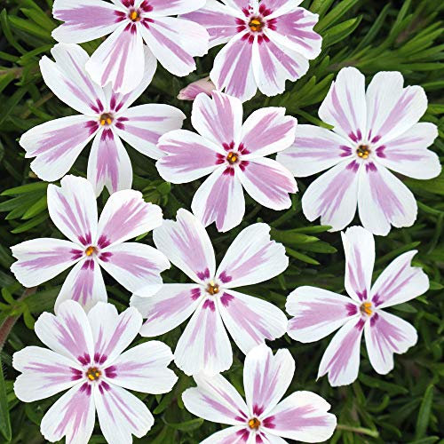 Creeping Phlox 'Candy Stripes'. Plug Plant x 4. White & Pink Perennial Flowers. Plants for Pollinators. Ideal for Ground Cover and rockeries. Available from Bedwen Plants.