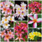 200 Pcs Frangipani Pflanze Samen, Plumeria Frangipani, Wildflower, Gartendeko Für Draußen, Blumendeko (Plumeria Rubra) Sommerblumen Samen, Bodendecker Winterhart Mehrjährig, Bienenwohl