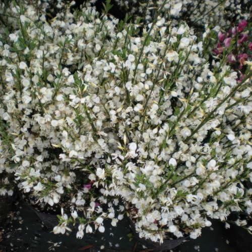 Cytisus 'Albus' 9cm Plant x 2. Fragrant White Flowers. Perennial Shrub. Compact Broom. Available from Bedwen Plants.