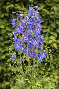 Verzweigter Garten-Rittersporn Delphinium x bellad.'Piccolo' Staude im Topf gewachsen