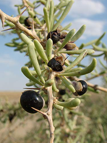 Schwarze Goji Beere -Lycium ruthenicum- Saatgut Mengenauswahl (200 Samen)