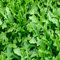 Semillas Vegetales De Rúcula 50 Piezas