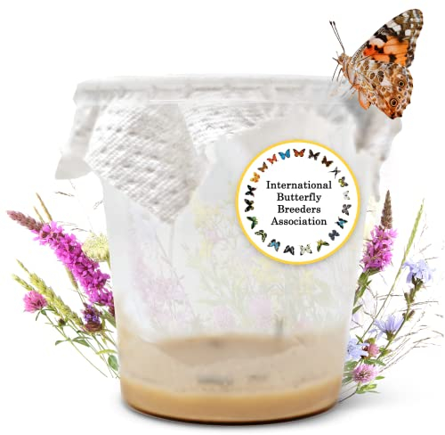 LEPITERRA® Raupenbecher - Raupen-Nachfüllset - 1 Raupenbecher (ca. 7 Raupen) | Ideale Ergänzung zum Schmetterlingshabitat | Schmetterlinge züchten [Erfolgsgarantie] | Heimische Distelfalter